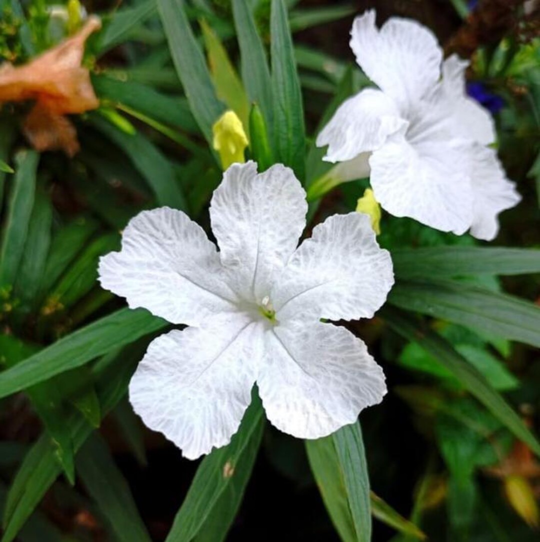 Set of 3 Live White Ruellia Plants – 3–6