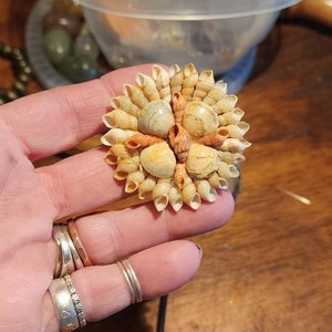 Simple sea shell brooch