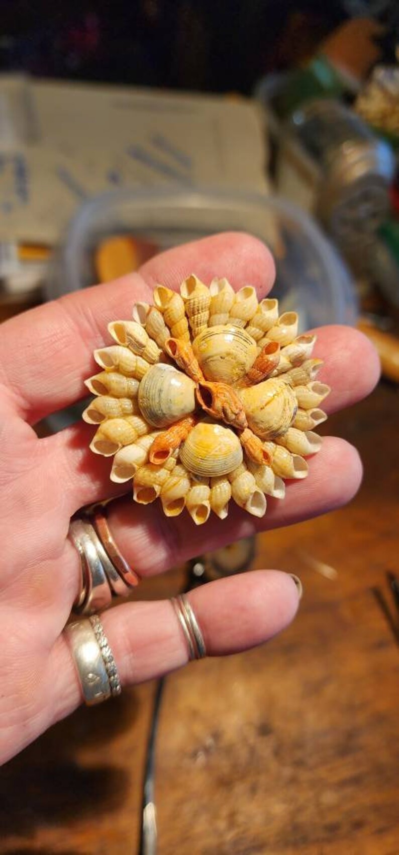 Simple Sea Shell Brooch - Etsy