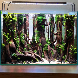 Driftwood bonsai tree aquarium aquascape rock hardscape wood aquatic landscape real fish tank decor