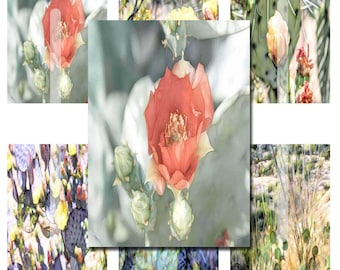 Arizona Cactus Flowers ACEO cards (Digital Downloads) Saguaro Graphics