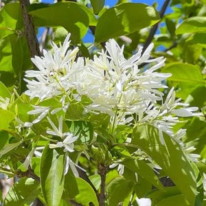 May include: Close-up of a tree branch with white, feathery flowers and green leaves. The flowers are clustered together, creating a delicate and airy appearance. The leaves are a vibrant green, contrasting with the white flowers.