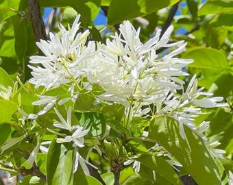 Chionanthus virginicus, planta viva de flecos blancos, maceta de un cuarto de galón