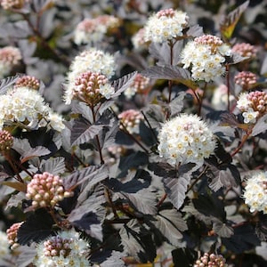 Puede incluir: Primer plano de un arbusto con hojas de color p&uacute;rpura oscuro y racimos de flores blancas. Las flores son peque&ntilde;as y redondas, con centros amarillos. Los capullos rosados contrastan con el follaje oscuro. La imagen est&aacute; bien iluminada y detallada.