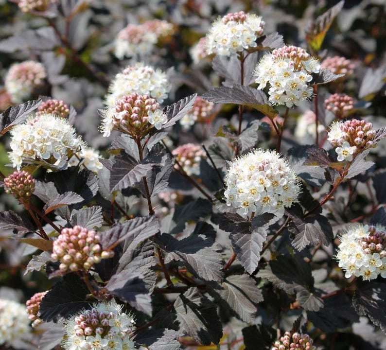 Puede incluir: Primer plano de un arbusto con hojas de color p&uacute;rpura oscuro y racimos de flores blancas. Las flores son peque&ntilde;as y redondas, con centros amarillos. Los capullos rosados contrastan con el follaje oscuro. La imagen est&aacute; bien iluminada y detallada.