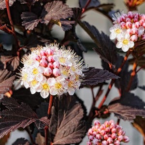 Puede incluir: Primer plano de una planta floreciente con hojas y tallos de color burdeos oscuro. Las flores son racimos de peque&ntilde;as flores blancas con centros amarillos y capullos rosados. La planta est&aacute; enfocada contra un fondo borroso.