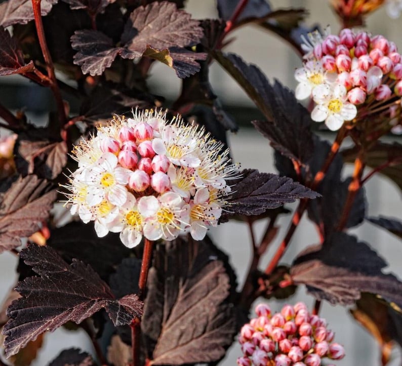 Puede incluir: Primer plano de una planta floreciente con hojas y tallos de color burdeos oscuro. Las flores son racimos de peque&ntilde;as flores blancas con centros amarillos y capullos rosados. La planta est&aacute; enfocada contra un fondo borroso.