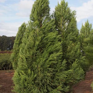 May include: A cluster of tall, evergreen trees with dense, green foliage. The trees have a conical shape, with a pointed top and a wide base. The background features a blue sky with some clouds and brown soil.