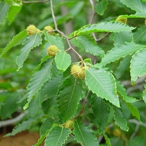 May include: Close-up of a tree branch with green leaves and spiky, round seed pods. The leaves have a serrated edge and are a vibrant green color. The background is blurred, suggesting a natural outdoor setting.