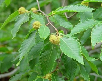Haya americana viva – Árbol de sombra nativo, maceta de un cuarto de galón