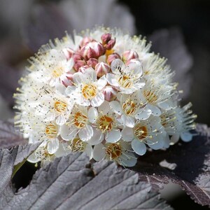 Puede incluir: Primer plano de un racimo de flores blancas con peque&ntilde;os y delicados p&eacute;talos y centros amarillos. La flor tiene forma esf&eacute;rica, con peque&ntilde;os capullos en tonos rosas y marrones. La flor se asienta sobre hojas de color p&uacute;rpura oscuro.