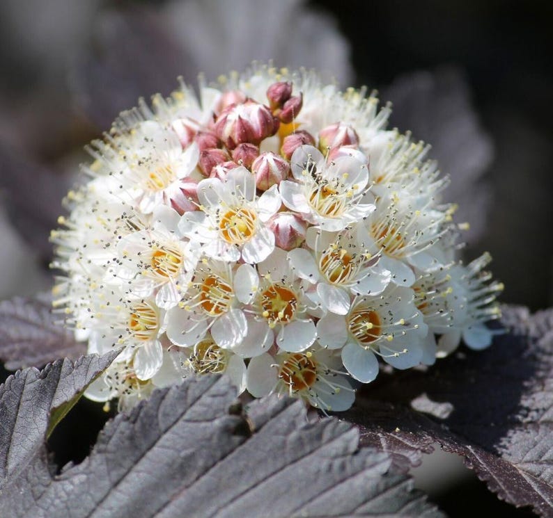Puede incluir: Primer plano de un racimo de flores blancas con peque&ntilde;os y delicados p&eacute;talos y centros amarillos. La flor tiene forma esf&eacute;rica, con peque&ntilde;os capullos en tonos rosas y marrones. La flor se asienta sobre hojas de color p&uacute;rpura oscuro.