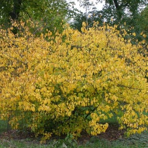 May include: A vibrant, full bush with bright yellow leaves, likely in autumn. The foliage is dense, creating a rounded shape. The background shows hints of green trees and a grassy area, suggesting a natural outdoor setting.