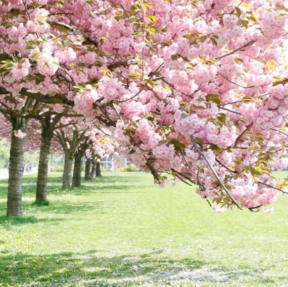thumbnail image 2 of Kwanzan Cherry Tree Live Plant – Prunus Serrulata, 4-6 Inches Tall, Fast-Growing Flowering Tree 2 of 13