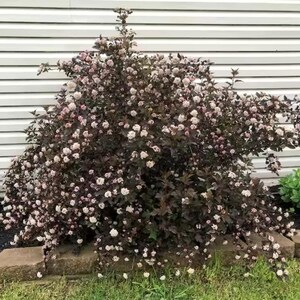 Puede incluir: Un arbusto grande y floreciente con hojas de color burdeos oscuro y racimos de peque&ntilde;as flores blancas y rosas. El arbusto est&aacute; plantado frente a un edificio con revestimiento blanco y un muro de contenci&oacute;n de piedra bajo, con hierba verde en primer plano.