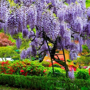 May include: A vibrant image of a wisteria tree in full bloom, cascading with long, purple flower clusters. A dark metal ladder leans against the tree trunk, surrounded by lush green foliage and colorful flowers in a garden setting.