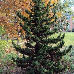 May include: A vibrant green evergreen tree with a conical shape, set against a backdrop of autumn foliage in shades of orange and yellow. The tree's branches extend outwards, creating a layered appearance. The scene is set outdoors, with a glimpse of a building in the background.