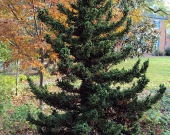 Cryptomeria Japonica ‘Black Dragon’ viva – 15-30 cm de altura – Maceta de un cuarto de galón – Ejemplar único de hoja perenne – Sin envío a Alaska, Hawái ni Puerto Rico