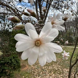 May include: Close-up of a white magnolia flower in full bloom, showcasing delicate petals and a golden center. The flower is set against a backdrop of a tree with budding flowers and a blurred green and brown background.