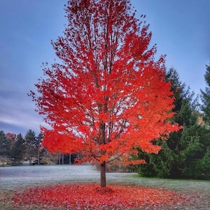 May include: A vibrant red tree stands in a field, its leaves ablaze with autumn color. The tree's trunk is brown, and fallen leaves surround its base. The sky is a soft blue, and evergreen trees are in the background.