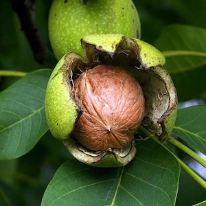 May include: Close-up of a walnut in its green husk, partially open to reveal the brown nut. The image shows the nut and husk against a backdrop of green leaves, highlighting the natural textures and colors of the walnut.
