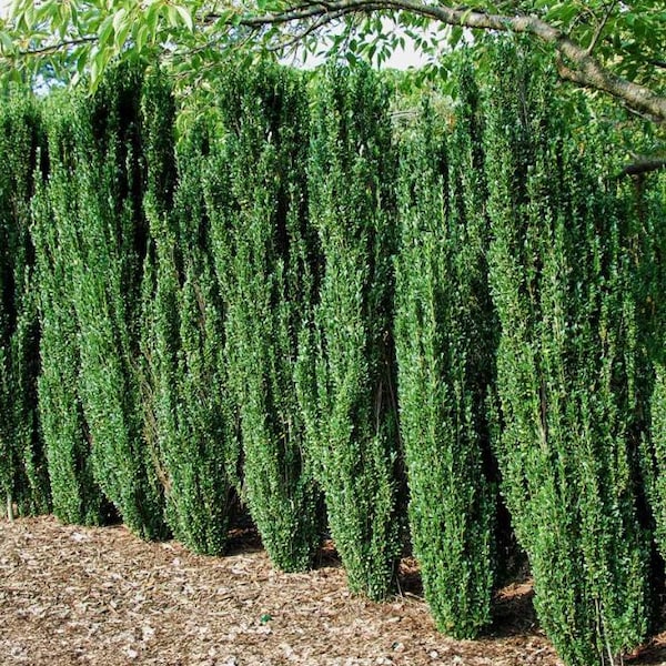 Sky Pencil Holly Seedling – Live Evergreen Shrub, Quart Pot