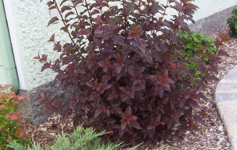 Puede incluir: Un arbusto denso con hojas y tallos de color burdeos intenso. Las hojas tienen un rico tono rojo p&uacute;rpura. La planta, tupida, contrasta con la vegetaci&oacute;n circundante y el mantillo.