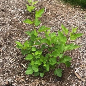 Puede incluir: Una planta joven de color verde brillante con m&uacute;ltiples tallos y hojas grandes y texturizadas. La planta est&aacute; rodeada de mantillo marr&oacute;n y se encuentra sobre un fondo de hierba. La imagen captura una vista de cerca del nuevo crecimiento de la planta.