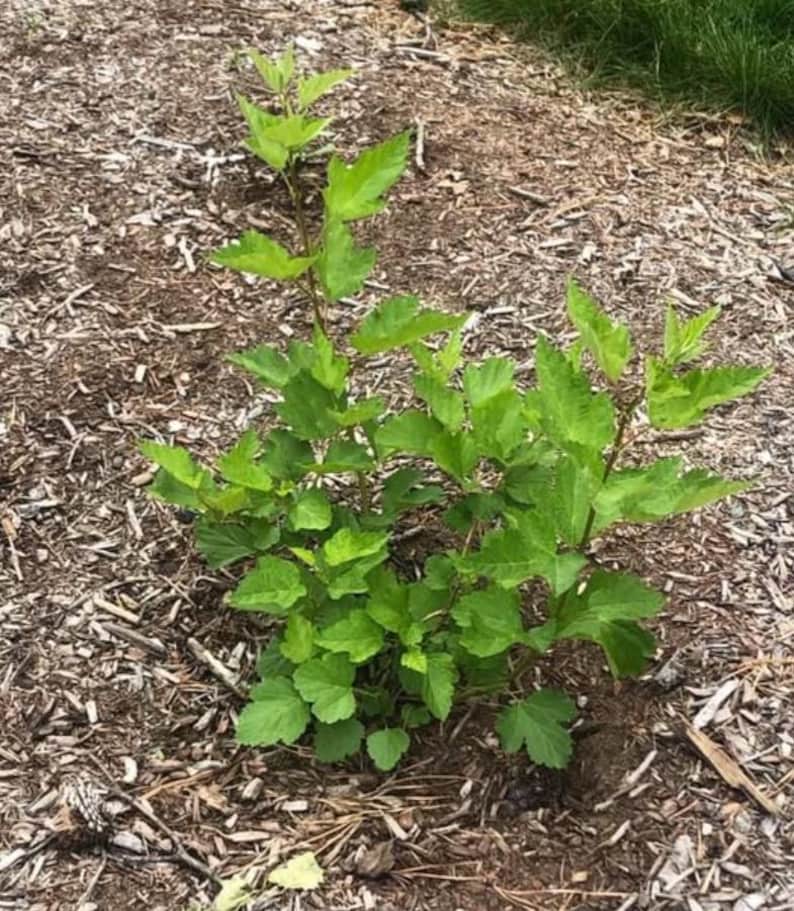 Puede incluir: Una planta joven de color verde brillante con m&uacute;ltiples tallos y hojas grandes y texturizadas. La planta est&aacute; rodeada de mantillo marr&oacute;n y se encuentra sobre un fondo de hierba. La imagen captura una vista de cerca del nuevo crecimiento de la planta.