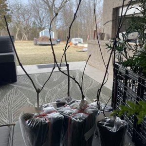 Puede incluir: Varios &aacute;rboles j&oacute;venes, envueltos en pl&aacute;stico transparente y asegurados con cinta roja, est&aacute;n listos para plantar. Las ramas desnudas de los &aacute;rboles se extienden hacia arriba, con una escena borrosa al aire libre en el fondo.