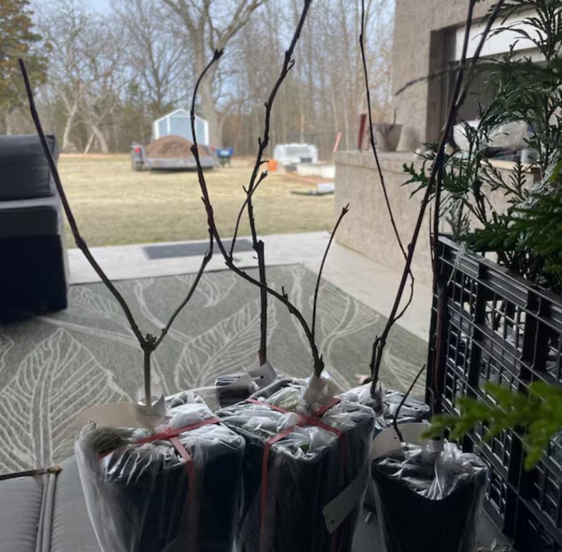 Puede incluir: Varios &aacute;rboles j&oacute;venes, envueltos en pl&aacute;stico transparente y asegurados con cinta roja, est&aacute;n listos para plantar. Las ramas desnudas de los &aacute;rboles se extienden hacia arriba, con una escena borrosa al aire libre en el fondo.