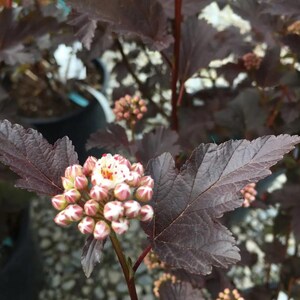 Puede incluir: Primer plano de una planta con hojas de color burdeos oscuro y peque&ntilde;os capullos florales agrupados. Los capullos son una mezcla de rosa y blanco, con algunas flores abiertas que muestran centros amarillos. La planta est&aacute; en maceta.