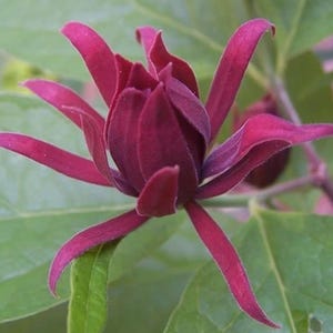 May include: Close-up of a deep burgundy flower with long, slender petals. The flower is surrounded by large, green leaves. The petals have a velvety texture, and the flower is in full bloom. The image is well-lit, showcasing the flower's intricate details.