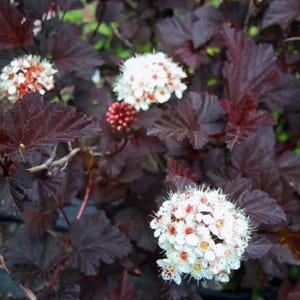 Puede incluir: Primer plano de un arbusto con hojas de color burdeos oscuro y racimos de peque&ntilde;as flores blancas con centros rojos y amarillos. La planta tiene una apariencia completa y exuberante, con m&uacute;ltiples cabezas de flores en varias etapas de floraci&oacute;n.