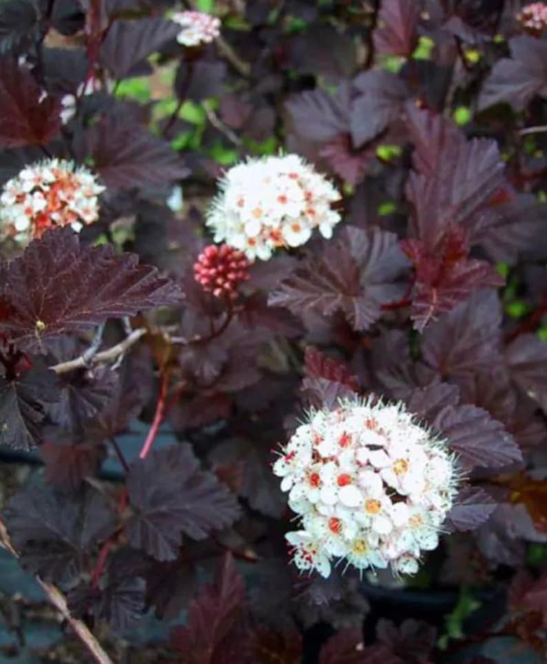 Puede incluir: Primer plano de un arbusto con hojas de color burdeos oscuro y racimos de peque&ntilde;as flores blancas con centros rojos y amarillos. La planta tiene una apariencia completa y exuberante, con m&uacute;ltiples cabezas de flores en varias etapas de floraci&oacute;n.