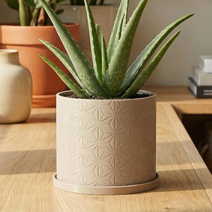 May include: An aloe vera plant in a beige geometric patterned pot sits on a wooden surface. The plant has long, green, spiky leaves. A small, cream-colored vase and other potted plants are in the background. The scene is lit by natural light.