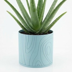 May include: A potted aloe vera plant in a light blue planter. The cylindrical planter has a wood grain design. The aloe vera plant has long, green, pointed leaves. The pot is approximately 6 inches in diameter and 6 inches tall.