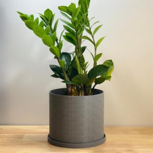 Ø7" Hexstar Indoor Planter looks beautiful with a healthy "ZZ Plant".