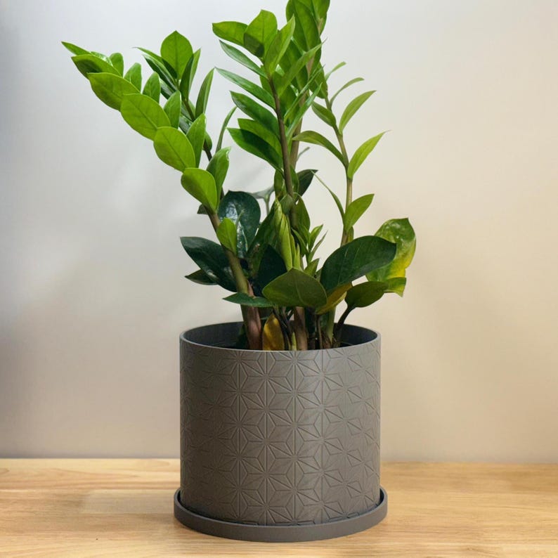 Ø7" Hexstar Indoor Planter looks beautiful with a healthy "ZZ Plant".