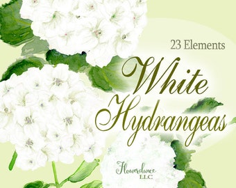 White Hydrangeas Watercolor Clipart Elements with Dusty Miller, Berries, Babies Breath and Leaves. Floral PNG for Wedding Invitation