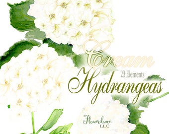 Hydrangea Watercolor Clipart Elements in Cream, Ivory, and White with Buds, Green Leaves and Branches. Boho Annabelle Stems, Blossoms in PNG