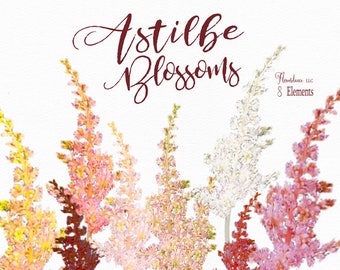 Astilbe Flowers Watercolor Clipart, Elements - Blush, Pink, Ivory, Marsala, Gold, Burgundy - Filler, Feathery Plumes, Transparent PNG
