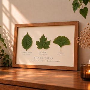 Three Veins Pressed Leaf Art | Real Beech Maple & Ginkgo Leaves | A4 Botanical Wall Art | Nature Study Gift