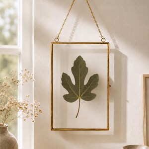 May include: A framed fig leaf, displayed in a rectangular brass frame. The leaf is a muted green with a prominent central vein. The frame hangs from a brass chain and wall mount, creating a natural, botanical aesthetic.