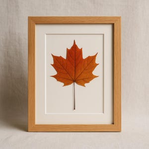 Pode incluir: Uma folha de bordo seca e emoldurada em tons de laranja e castanho. A folha está centrada num passe-partout branco sujo dentro de uma moldura de madeira castanha clara. O caule da folha estende-se para baixo, criando uma composição equilibrada.