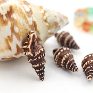 May include: A collection of seashells, including a large, light-colored shell and several smaller, brown and white spiral shells. The shells are arranged on a white surface, creating a natural and decorative display.