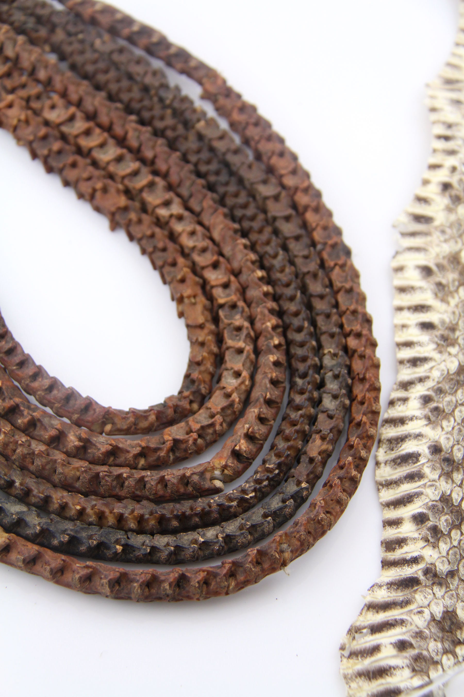 Natural Snake Vertebrae Beads From Africa, 10x9mm, African Beads
