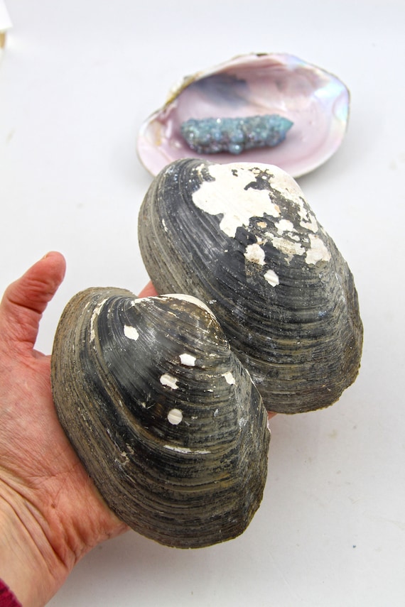 10+ Shell Pink Color