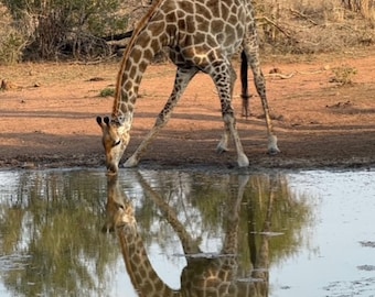 Könnte beinhalten: Eine Giraffe mit geflecktem Fell trinkt aus einem Wasserloch. Die Reflexion der Giraffe ist im Wasser zu sehen. Die Szene spielt in einer natürlichen Umgebung mit Bäumen und trockener Erde.