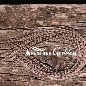 12 Grizzly dyed Medium Dun Feather Hair Extensions